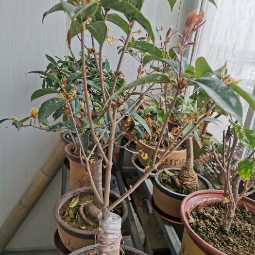 连云港日香桂 盆景桂花，白菜价