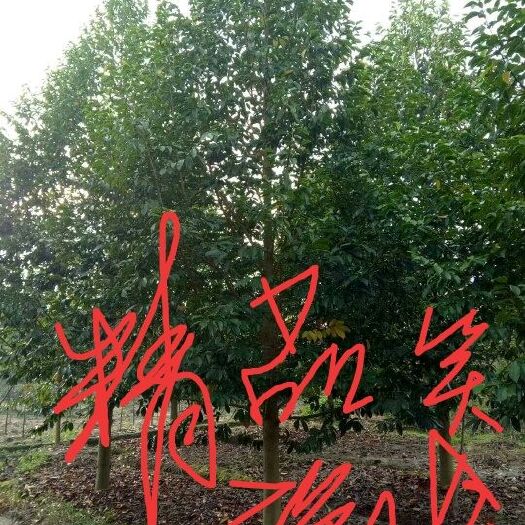 深山含笑