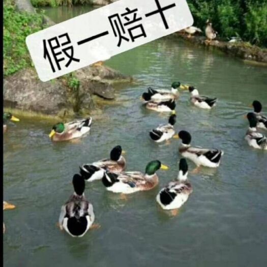 南宁 大种杂交鸭苗 公苗可长6-7斤母苗5-6斤，56天出栏