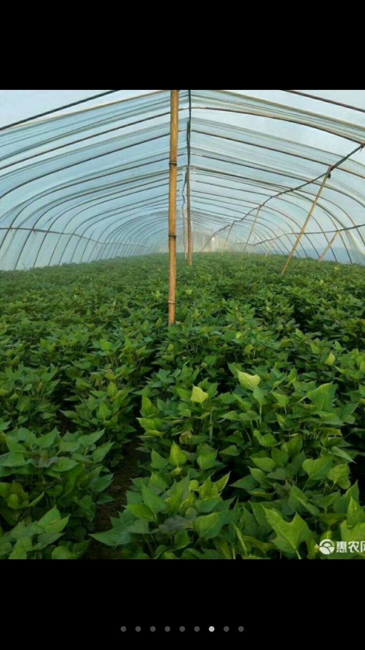 西瓜红红薯苗 冷棚脱毒红薯苗。