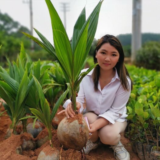 灵山县 泰国超级矮化椰子苗泰国黄金椰子绿椰子果苗红椰子果树苗盆