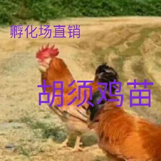 南宁 胡须鸡苗 三黄胡须鸡土苗。包运输成活，包疫苗