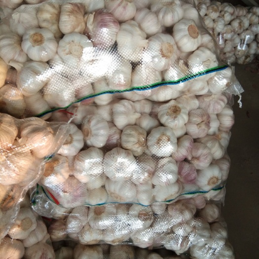 邳州市 邳州精品大蒜，代购代存，代办