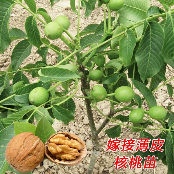 薄皮核桃苗  薄纸皮核桃现挖现发成活率高，适应南北方种植当年结果！