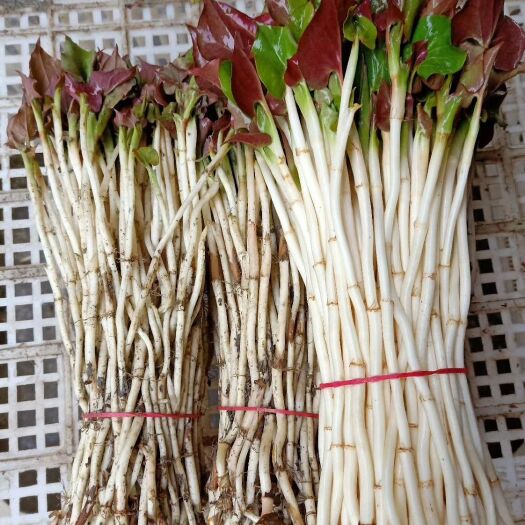 华蓥市 鱼腥草