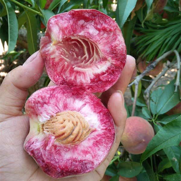 血桃苗  血桃嫁接苗。基地直销，现挖现发！保证成活！