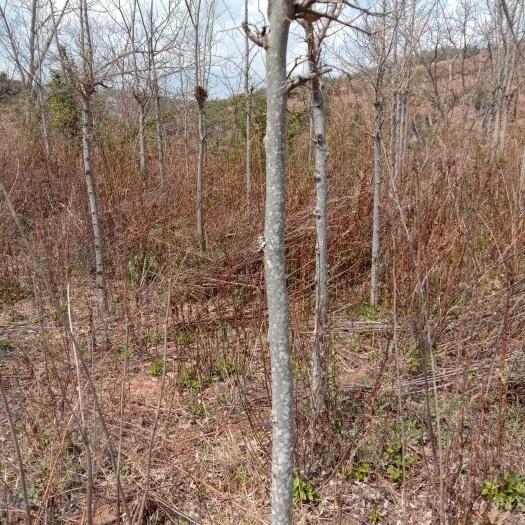 双柏县 朴树，150棵 6～15cm，量大从优