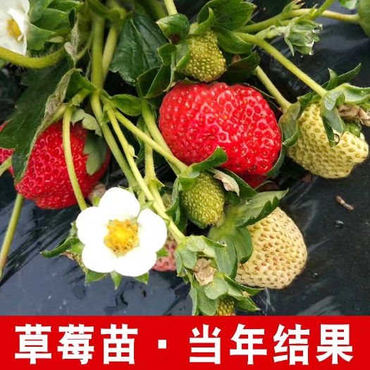 平邑县 四季奶油草莓苗牛奶香莓甜查理硕丰草莓苗当年结果南北方适宜好