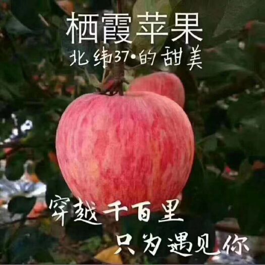 栖霞市 山东烟台栖霞苹果脆甜汁多