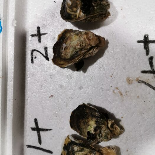 阳西县台山蚝 广东版