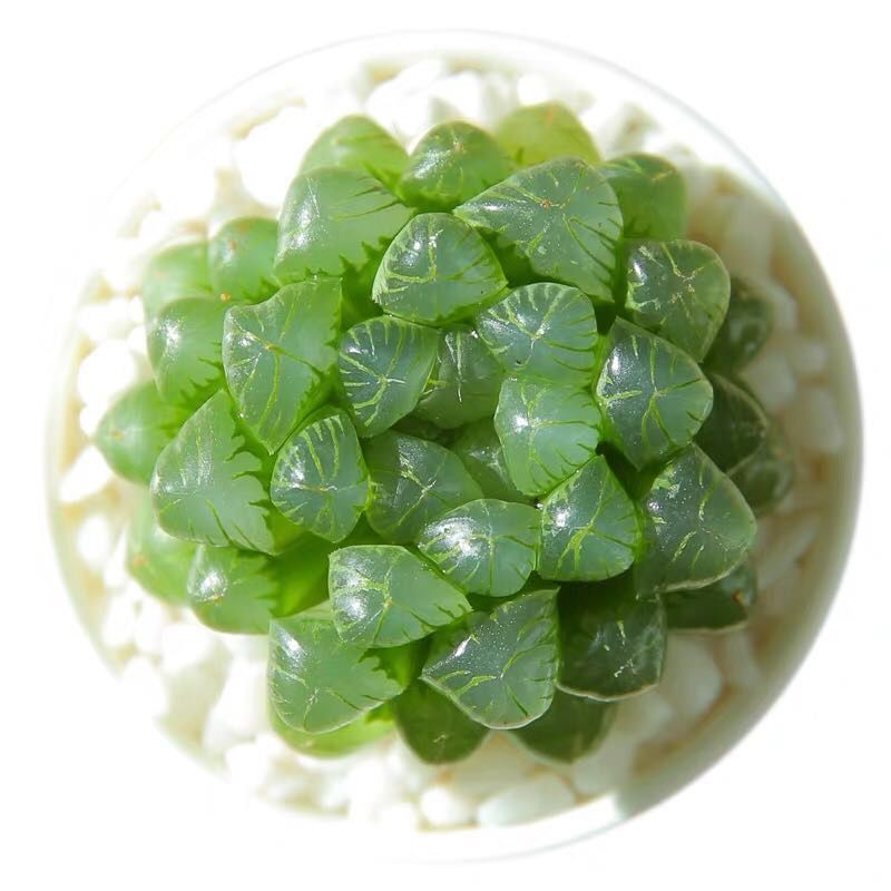 多肉植物 玉露 含盆土
