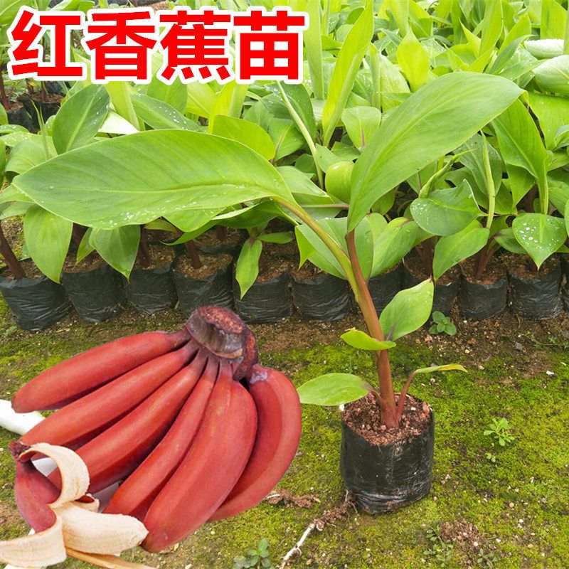  【红香蕉苗带营养杯】南洋红香蕉苗马来西亚引进洋红香蕉新品种