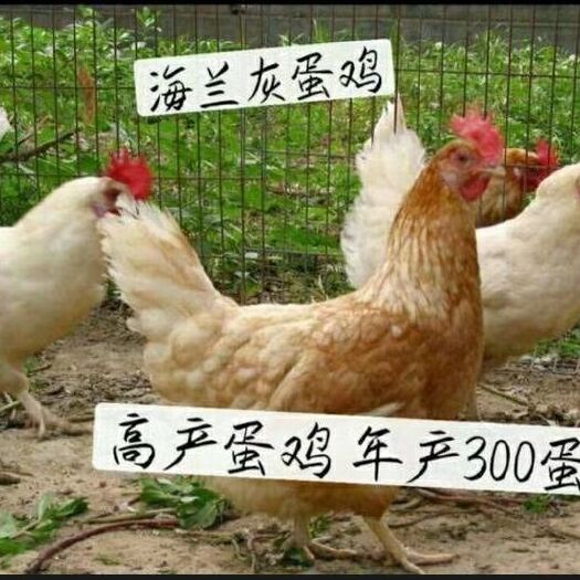 昆明 海兰灰蛋鸡苗，产蛋量高