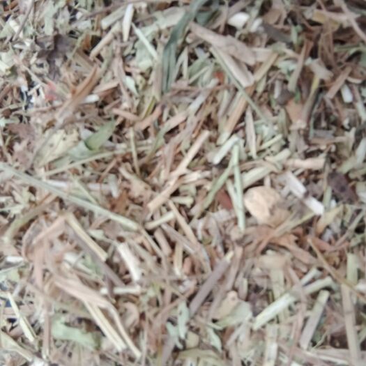 蒙阴县花生秧，大草