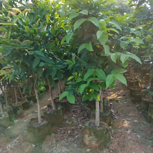 灵山县荔枝王苗 蓬雰茘枝杤桃佇檬大苗状勢非常好