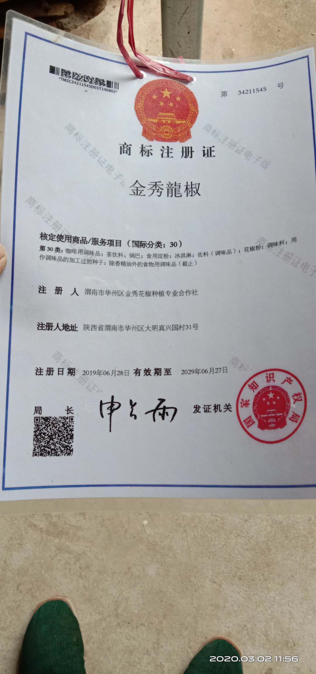 无刺花椒苗  嫁接好的无刺花椒树苗。产量高，颜色艳红当年挂果