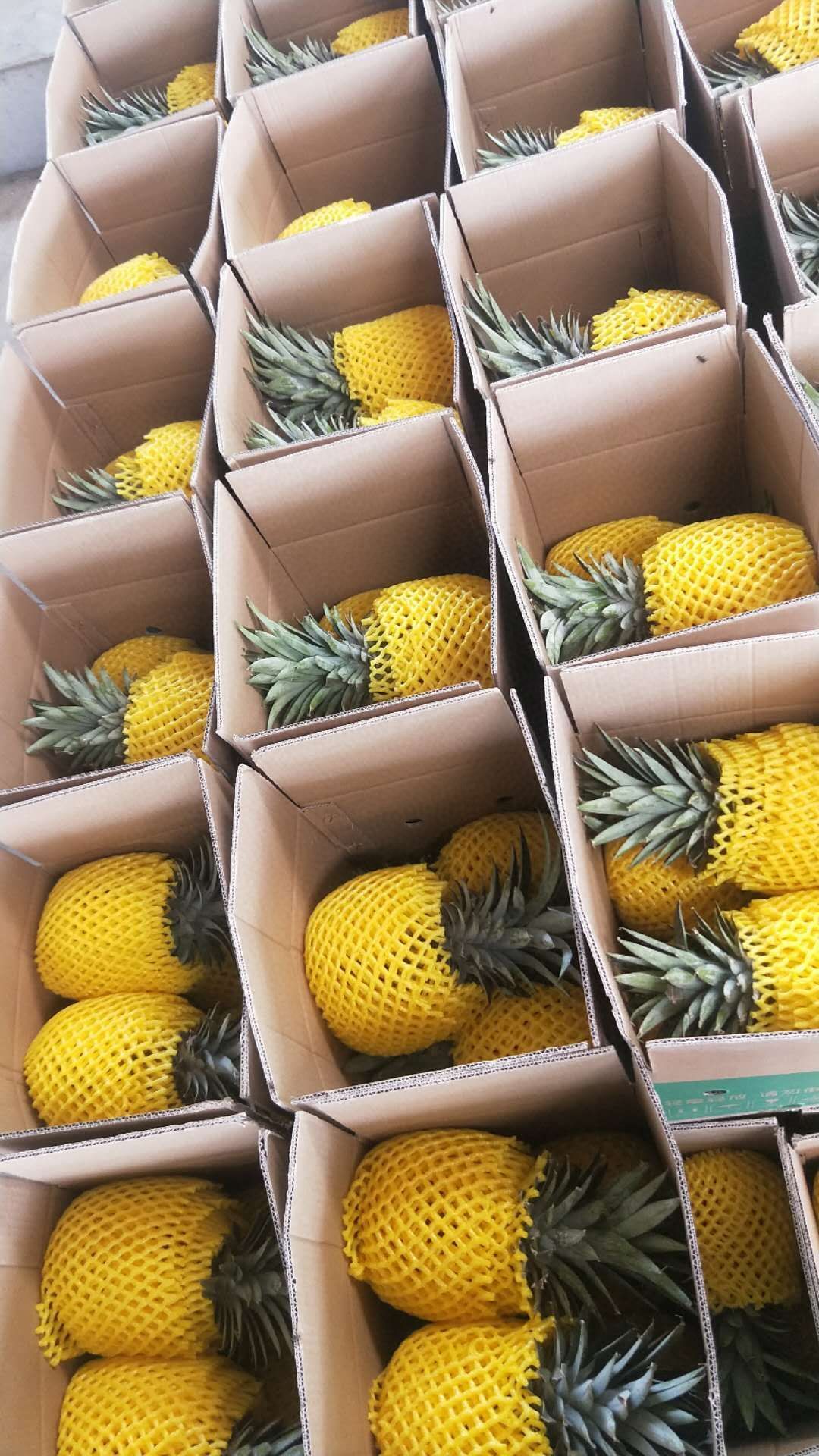【泰国凤梨】『强势回归』（认真读取详情页）