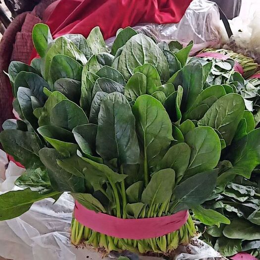 邯郸大叶菠菜  邯郸精品菠菜大量上市