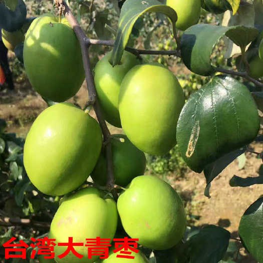 普宁市大青枣苗 青枣苗