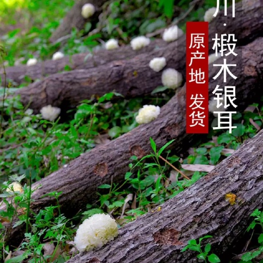 通江县 通江椴木银耳