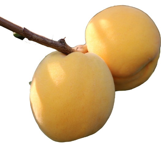 平邑县黄金蜜桃树苗 芒果口味黄金蜜桃，脱毒抗旱抗病虫害，包结果