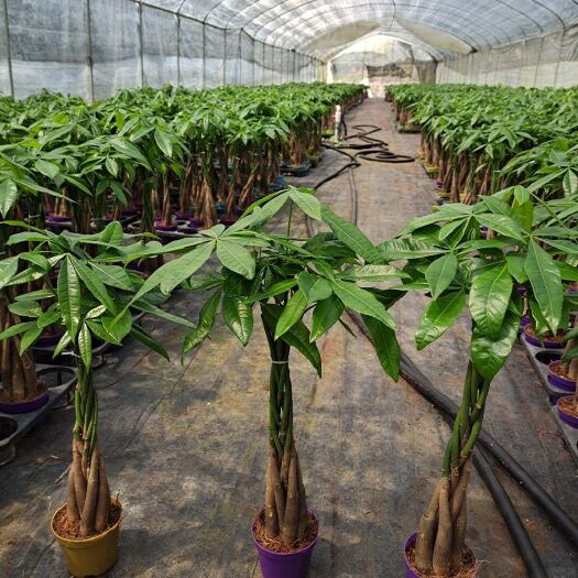 漳州 基地直销五编发财树量大从优