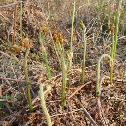 剑河县 蕨菜