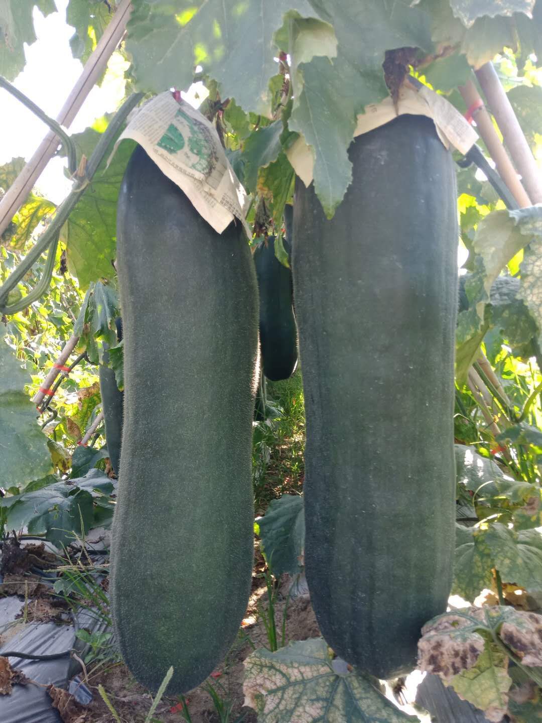 [黑皮冬瓜批发]青皮冬瓜 20~30斤 吊冬瓜价格25000元/吨 - 惠农网