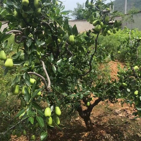灵山县冬枣树苗 直销枣苗树苗早脆王特大嫁接苗沾化冬枣地栽枣树果树苗水果苗庭院