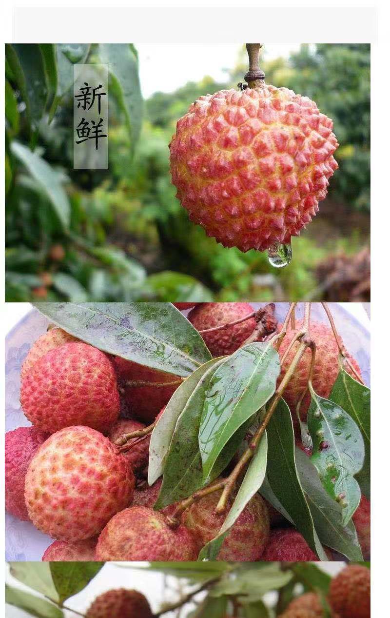 桂味荔枝苗 茘枝苗