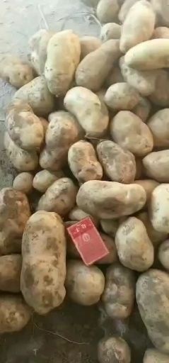 围场县226土豆 精品白心226，各大，型好，颜色靓丽，