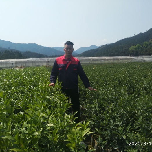 柳州脆蜜金柑苗 091无核沃柑   脆蜜金桔