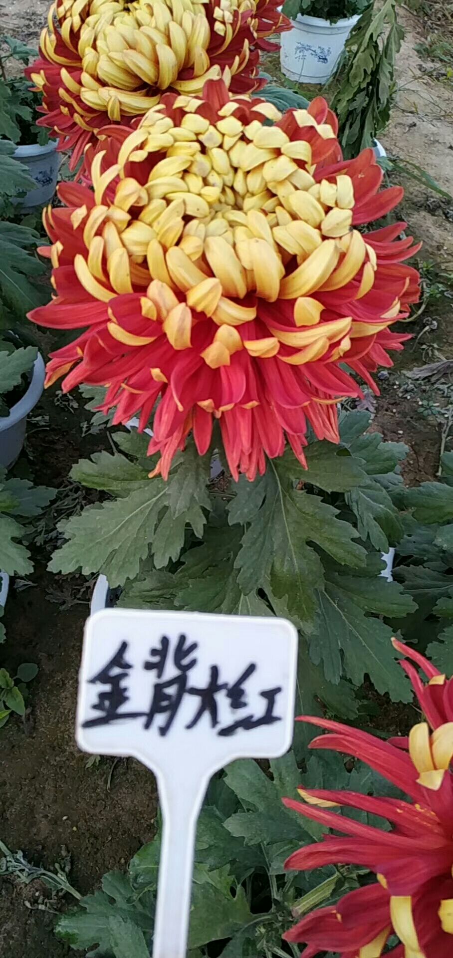 秋菊苗 优质品种菊种苗预售，品种多无张冠李戴！！！