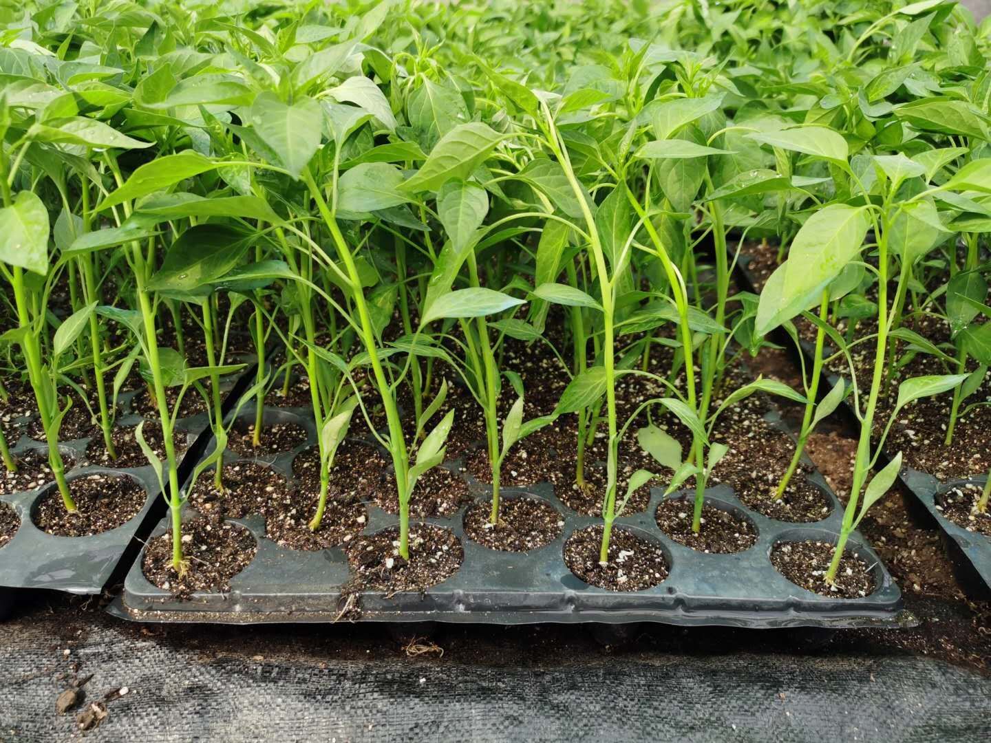 线椒苗 10～14片真叶