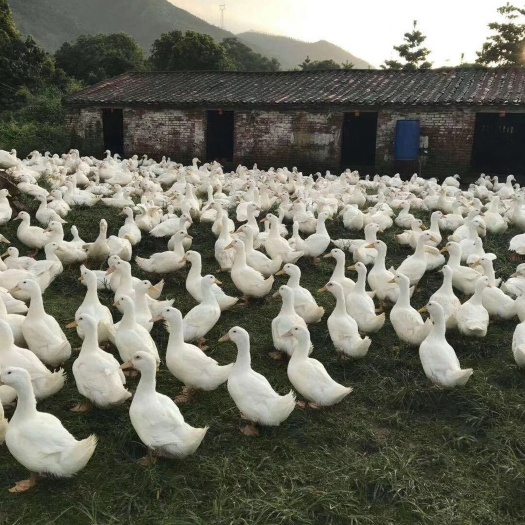 南宁 鸭苗
