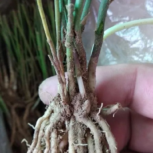 曹县芦笋根  芦笋苗，一年苗，二年苗，优质高产品种！
