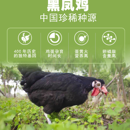 日照 黑凤鸡鸡蛋