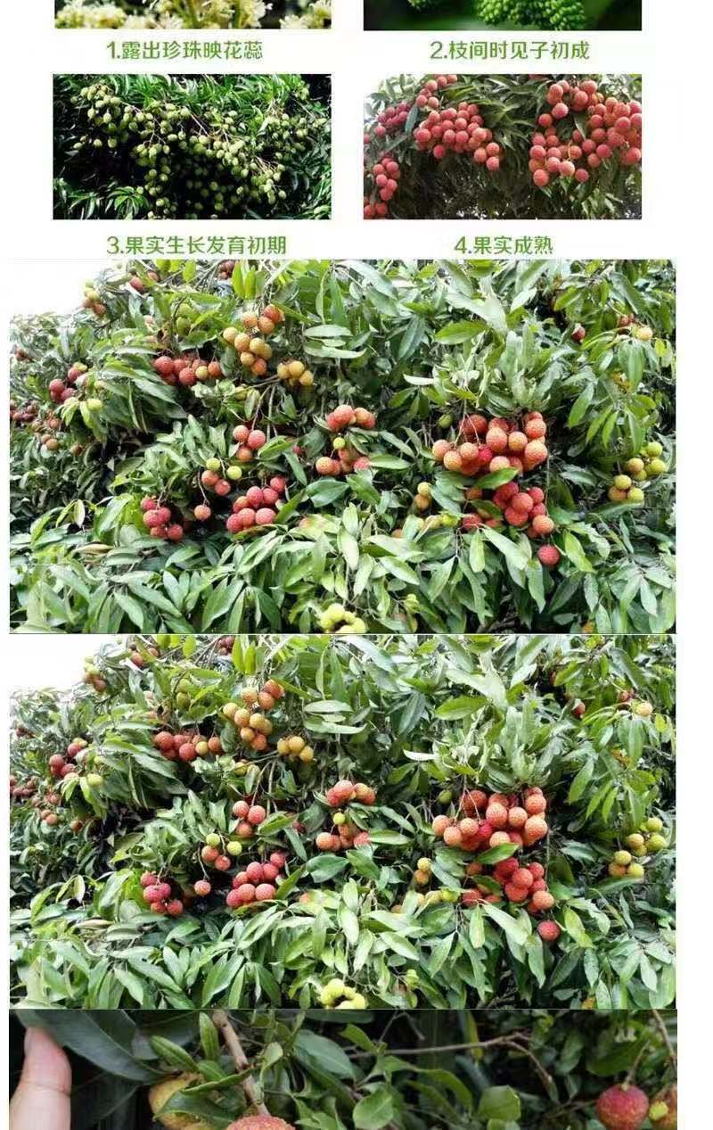 桂味荔枝苗 茘枝苗
