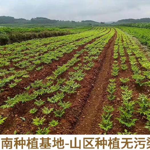南华县魔芋种子，优质种子