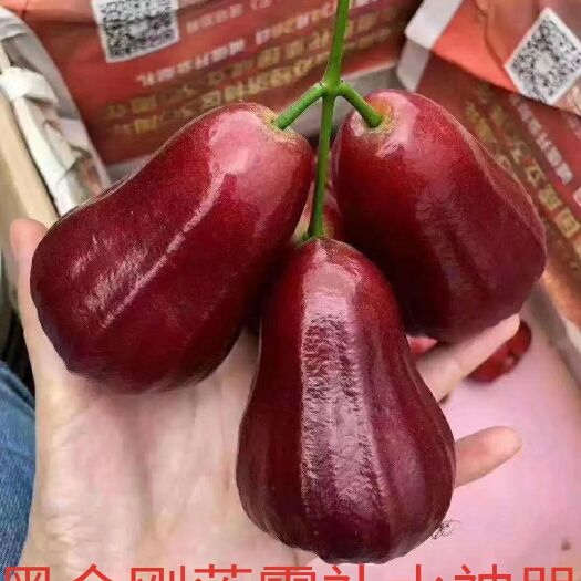 灵山县黑金刚莲雾苗大果子品种脆甜多汁好吃，嫁接苗耐寒品种盆栽地栽