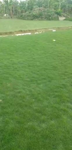 马尼拉草皮 低价出售马尼拉草/草