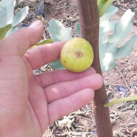 灵山县 青皮无花果树苗高甜度地栽无花果树苗丰产稳丰耐寒耐旱无花果树苗