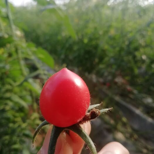 济南粉贝贝圣女果 绿色无公害  送礼