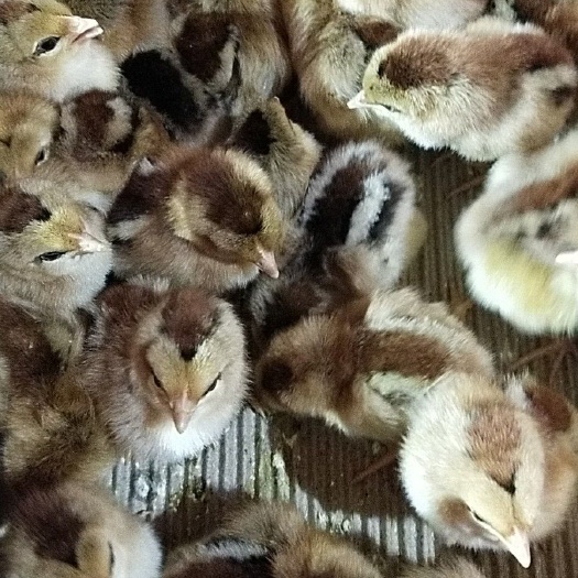 南宁 青脚麻鸡苗