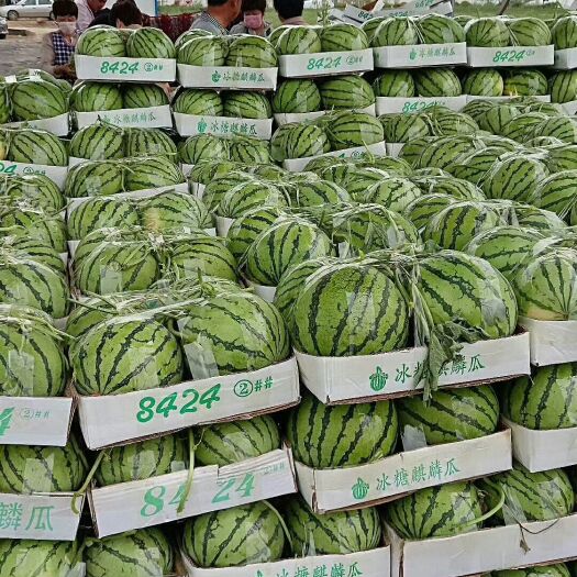 夏邑县美都8424西瓜基地 诚心经营 以质量 求生存