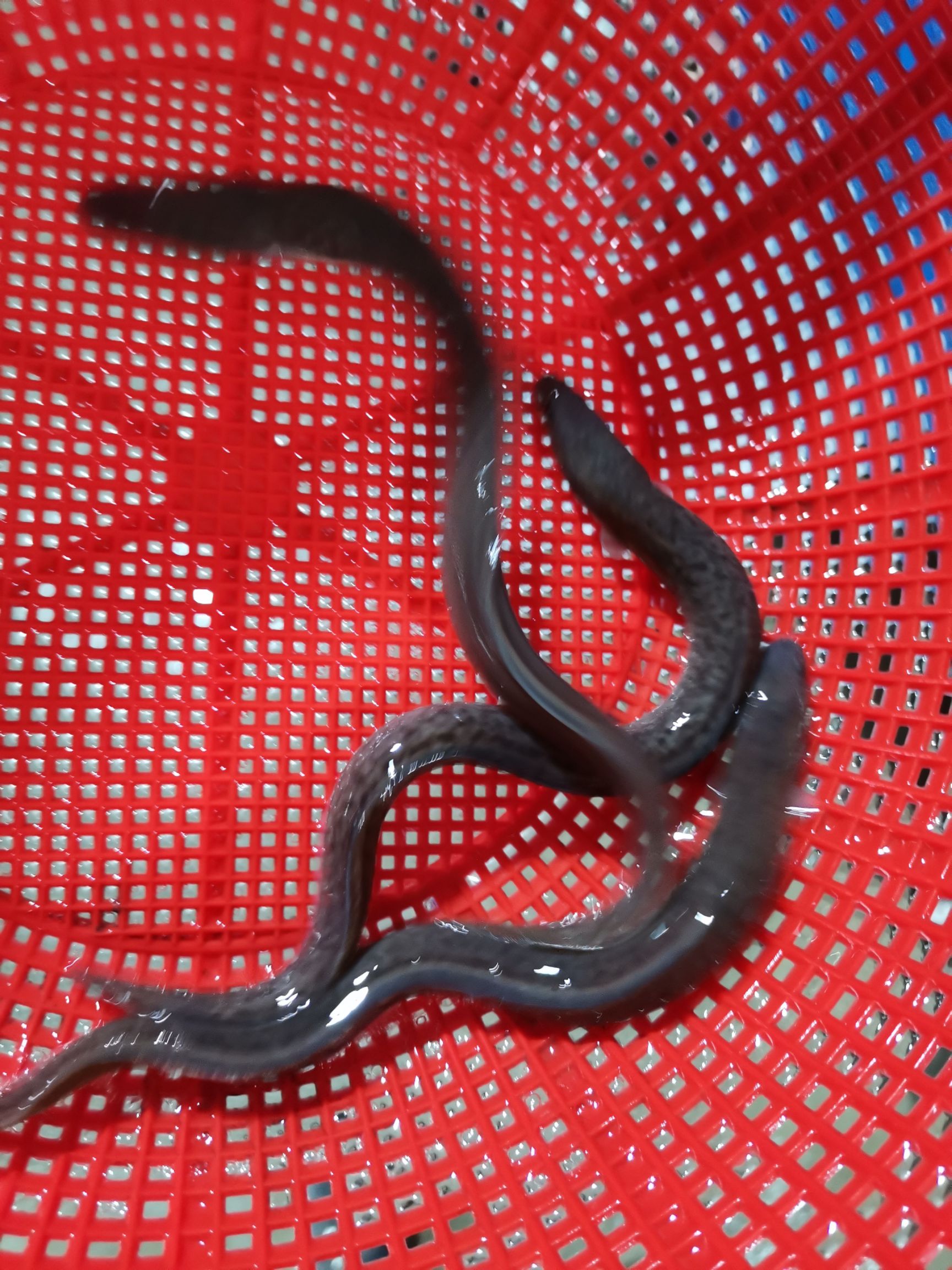 鳗鱼苗  白鳝鱼苗 日本 美洲鳗 花锦鳝18-25cm