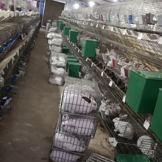 徐州本交笼 出售新款免清粪种兔笼加粗加密三层九位种母兔笼