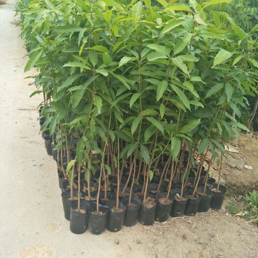 普宁市芒果直生苗（实生苗） 芒果直生苗1米高以上，嫁接苗都有
