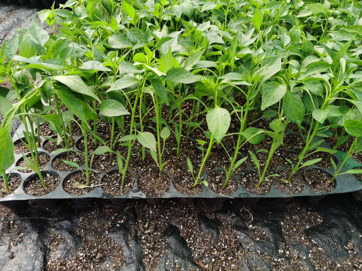 线椒苗 10～14片真叶