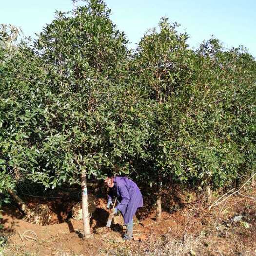 咸宁 桂花之乡产地直销10一12公分桂花树